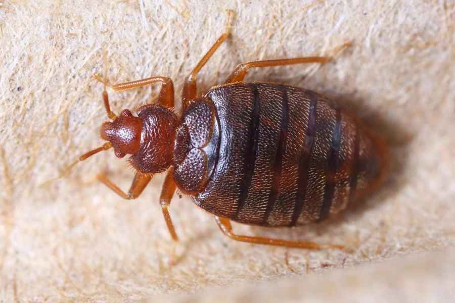 checking clothes for pests