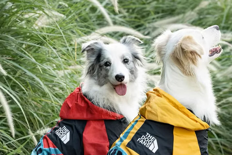 dog carrying parka with detachable hood