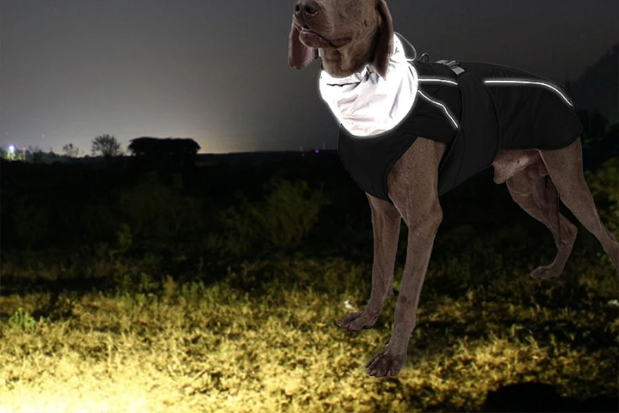 lightweight windbreaker parka for dog walking