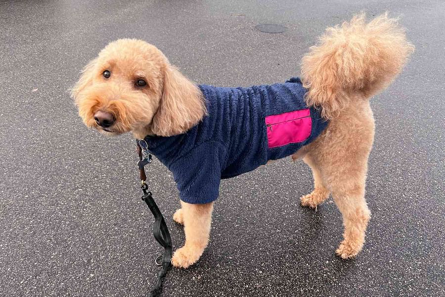 weatherproof dog walking parka with pockets